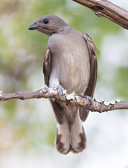 Lesser Honeyguide